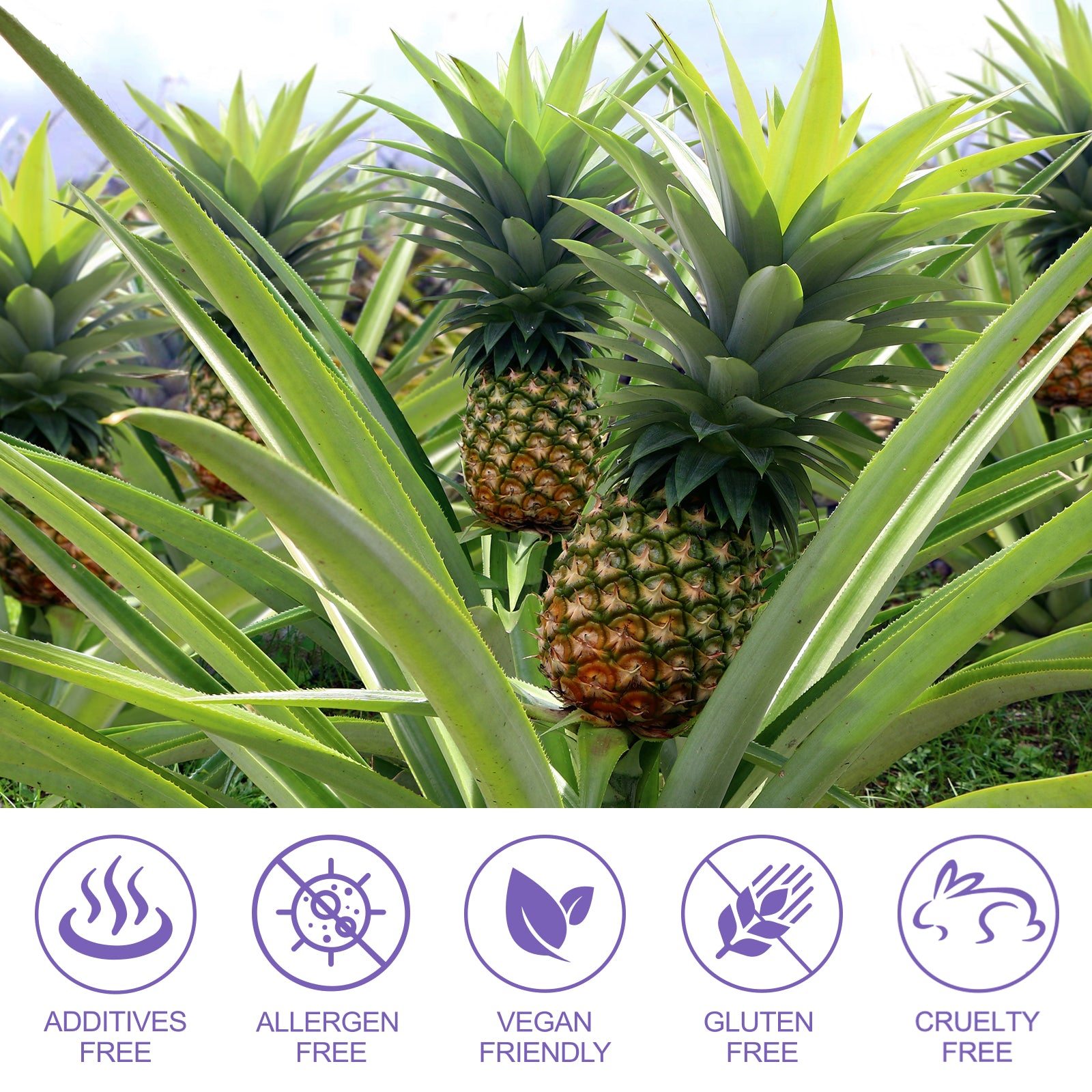 acentiallabs VAGINAL HEALTH GUMMIES TROPICAL HAWAIIAN PINEAPPLE 60 GUMMIES Bagged Gummies