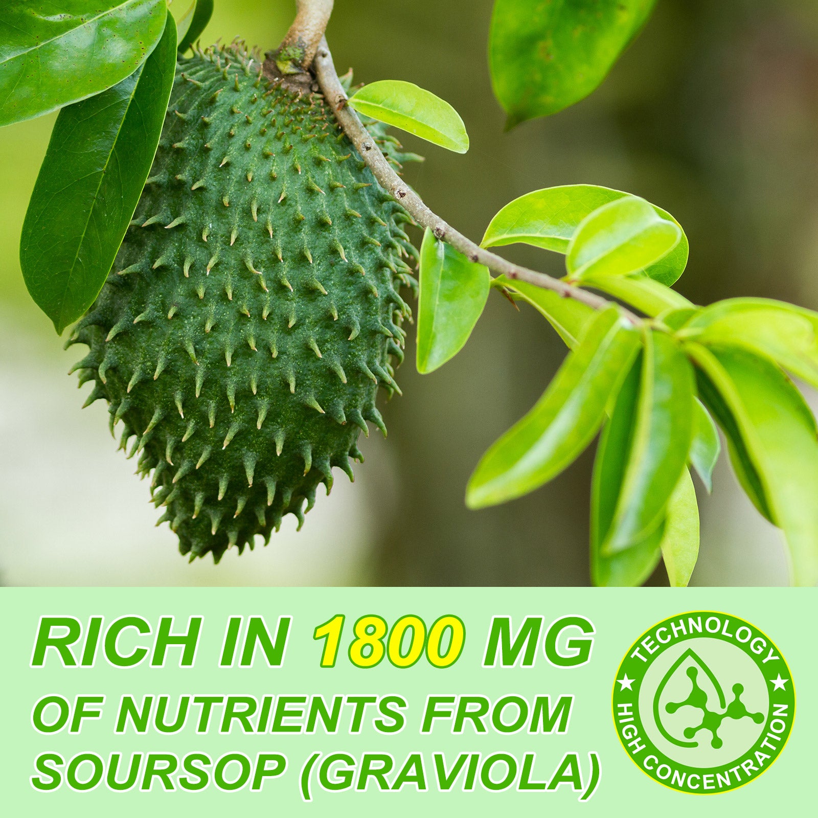 acentiallabs SOURSOP GRAVIOLA LIQUID DROPS HIGHLY CONCENTRATED DIETARY SUPPLEMENT 60ML Liquid Drops